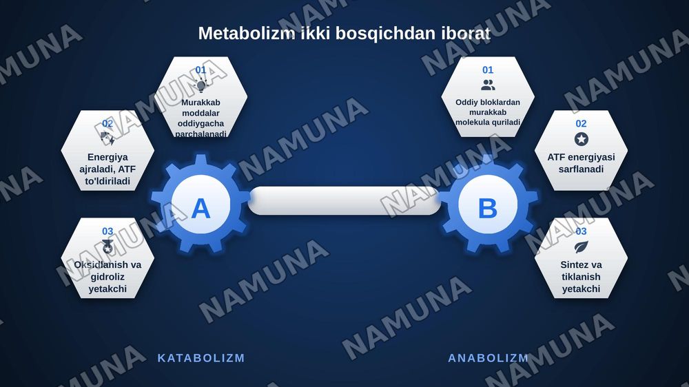 Metabalizm tushunchasi — zamonaviy taqdimot, 5-slayd