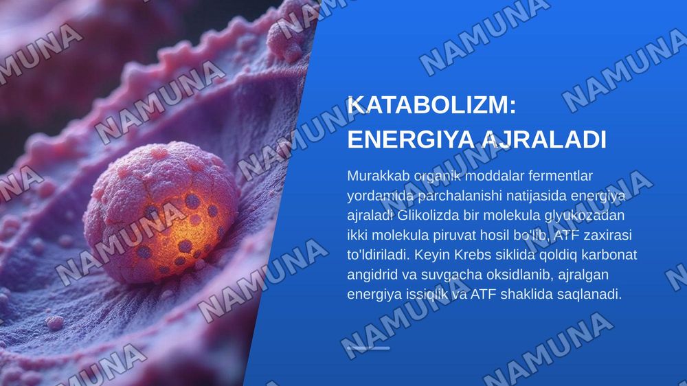 Metabalizm tushunchasi — zamonaviy taqdimot, 6-slayd