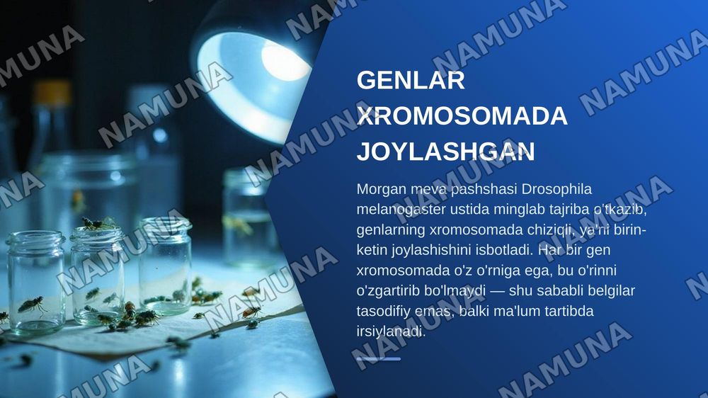 T.G.MORGANNING IRSIYATNING XROMOSOMA NAZARIYASI. GENLARNING BIRIKISH HODISASI, KROSSINGOVER. BELGILARNING JINSGA BIRIKKAN HOLDA IRSIYLANISHI. — zamonaviy taqdimot, 3-slayd