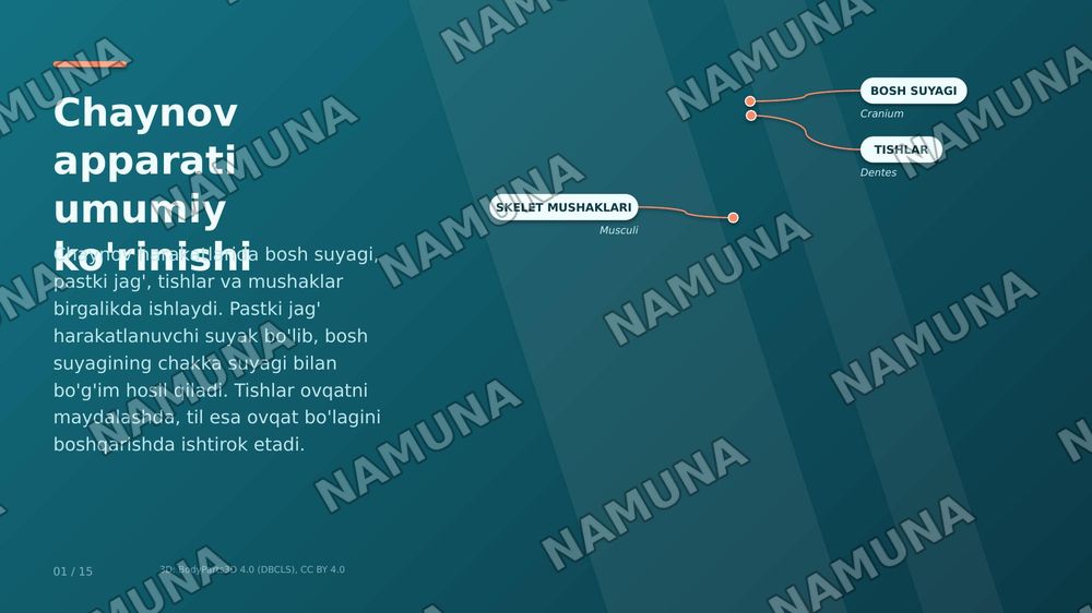 jag' muskullari toliq tafsifi, har bir ulanish joylari nomlanishi — zamonaviy taqdimot, 1-slayd