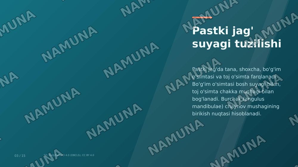 jag' muskullari toliq tafsifi, har bir ulanish joylari nomlanishi — zamonaviy taqdimot, 3-slayd