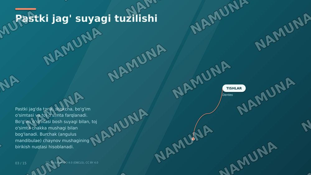jag' muskullari toliq tafsifi, har bir ulanish joylari nomlanishi — zamonaviy taqdimot, 4-slayd