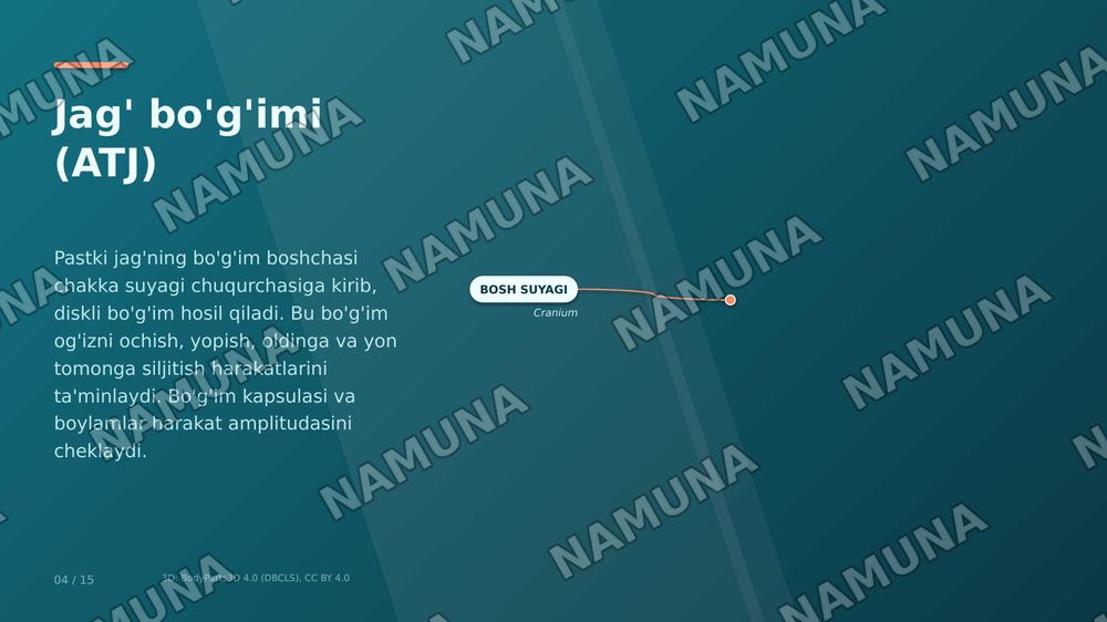 jag' muskullari toliq tafsifi, har bir ulanish joylari nomlanishi — zamonaviy taqdimot, 6-slayd