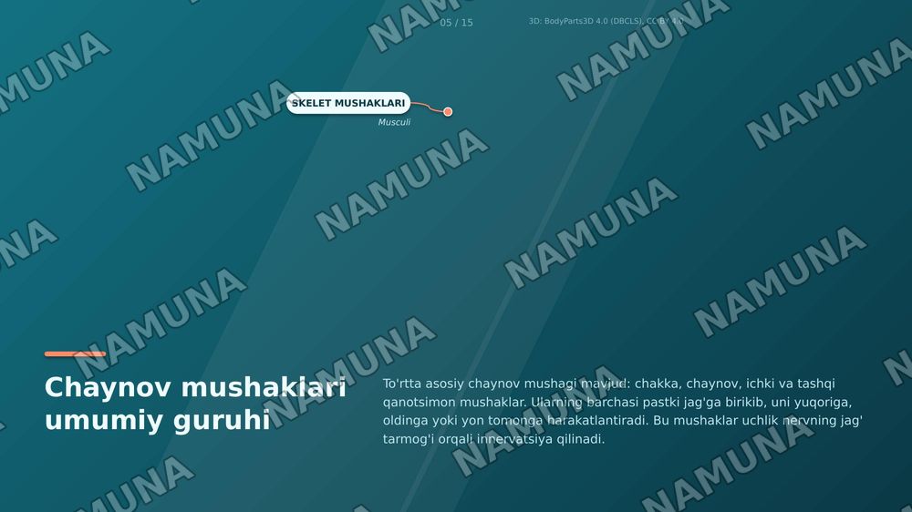 jag' muskullari toliq tafsifi, har bir ulanish joylari nomlanishi — zamonaviy taqdimot, 7-slayd