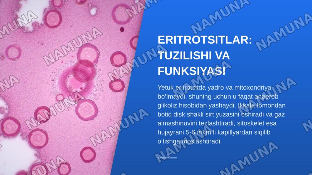 Qon patofiziologiyasi. Qon reologik xususiyatlarining o‘zgarishi. Eritrotsitlar, genez va patologik shakldagi eritrotsitlar. Turli xil anemiyalarda periferik qon manzarasini o‘rganish. — zamonaviy taqdimot, 6-slayd
