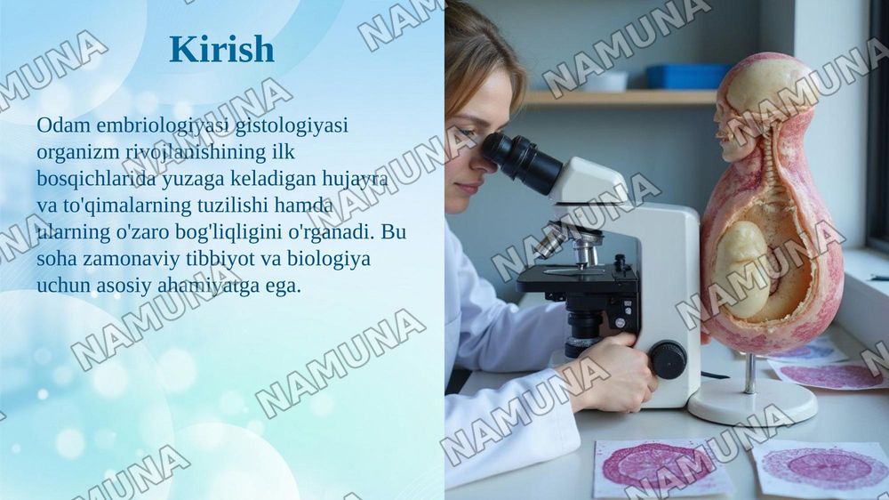 Odam embriologiyasining gistalogik tuzilishi — taqdimot, 3-slayd
