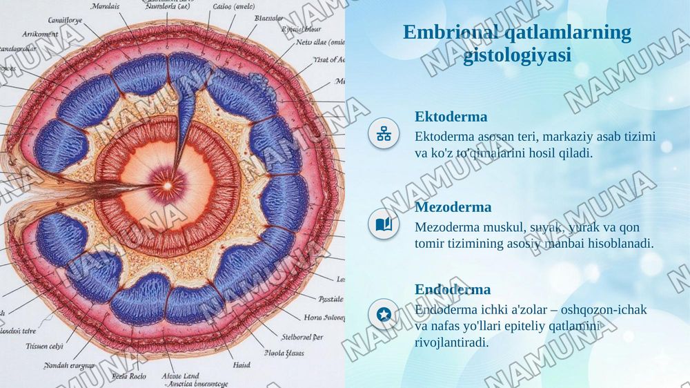 Odam embriologiyasining gistalogik tuzilishi — taqdimot, 6-slayd