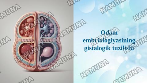 Odam embriologiyasining gistalogik tuzilishi — taqdimot