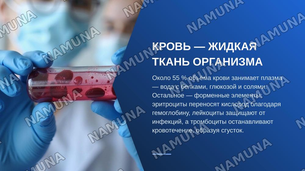 КРОВЕНОСНАЯ система — zamonaviy taqdimot, 3-slayd