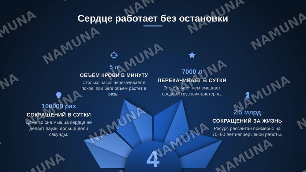 КРОВЕНОСНАЯ система — zamonaviy taqdimot, 4-slayd