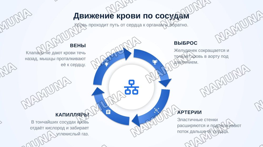 КРОВЕНОСНАЯ система — zamonaviy taqdimot, 6-slayd