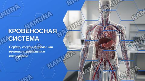 КРОВЕНОСНАЯ система — zamonaviy taqdimot