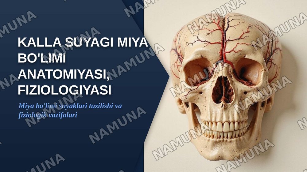 Kalla suyagini miya bo’limianatomiyasi, fiziologiyasi — zamonaviy taqdimot, 1-slayd