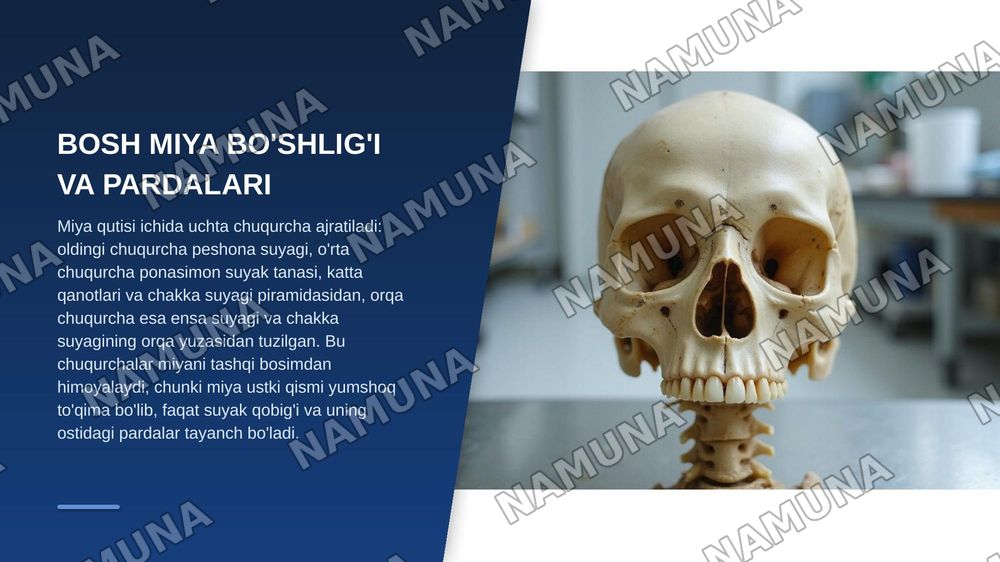 Kalla suyagini miya bo’limianatomiyasi, fiziologiyasi — zamonaviy taqdimot, 7-slayd