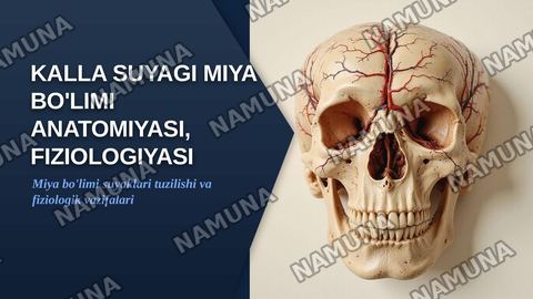 Kalla suyagini miya bo’limianatomiyasi, fiziologiyasi — zamonaviy taqdimot