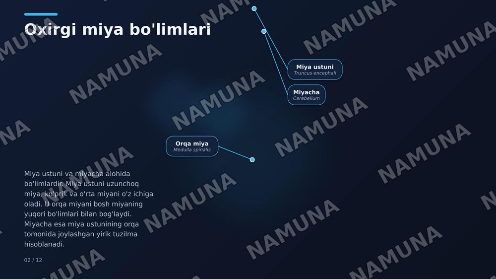 Oxirgi miya, miya po‘stlog‘I bazal o‘zaklar,qadoq tana ,yon qorincha — zamonaviy taqdimot, 2-slayd