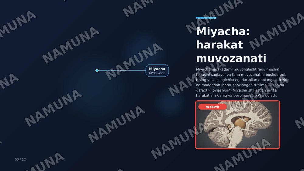 Oxirgi miya, miya po‘stlog‘I bazal o‘zaklar,qadoq tana ,yon qorincha — zamonaviy taqdimot, 5-slayd