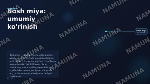 Oxirgi miya, miya po‘stlog‘I bazal o‘zaklar,qadoq tana ,yon qorincha — zamonaviy taqdimot
