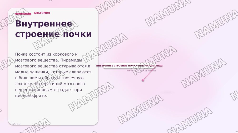 Пиелонефрит. По предмету паралогическая анатомия — zamonaviy taqdimot, 2-slayd