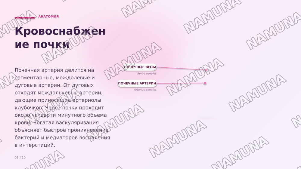 Пиелонефрит. По предмету паралогическая анатомия — zamonaviy taqdimot, 3-slayd