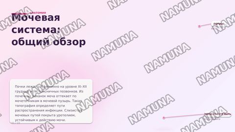 Пиелонефрит. По предмету паралогическая анатомия — zamonaviy taqdimot