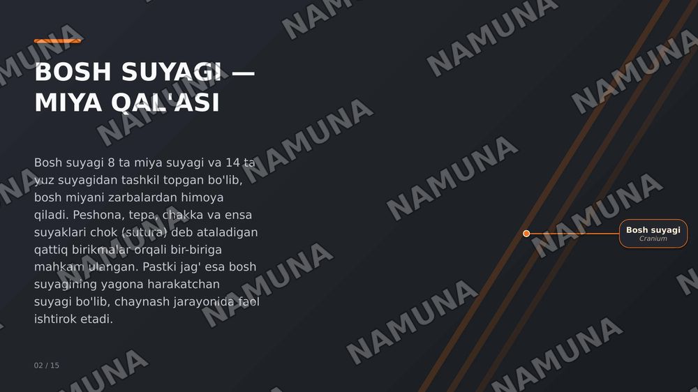 Suyaklar — zamonaviy taqdimot, 2-slayd