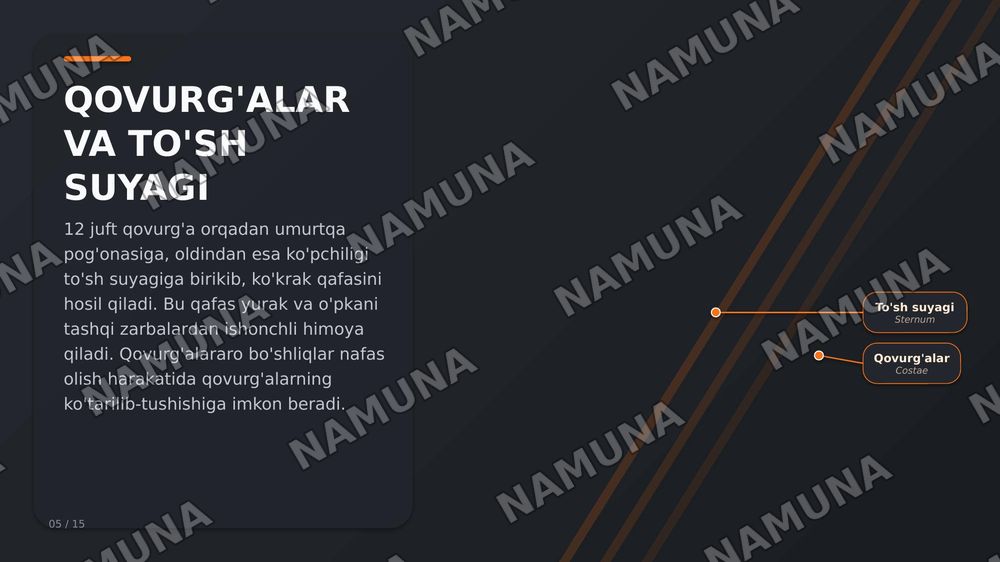 Suyaklar — zamonaviy taqdimot, 6-slayd
