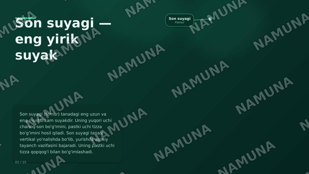 Oyoq kamari va oyoqning erkin suyaklari aniqlang va joylashuvini korsating — zamonaviy taqdimot, 2-slayd