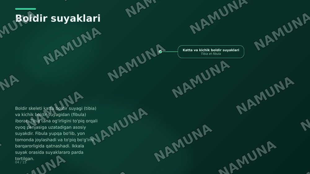 Oyoq kamari va oyoqning erkin suyaklari aniqlang va joylashuvini korsating — zamonaviy taqdimot, 4-slayd