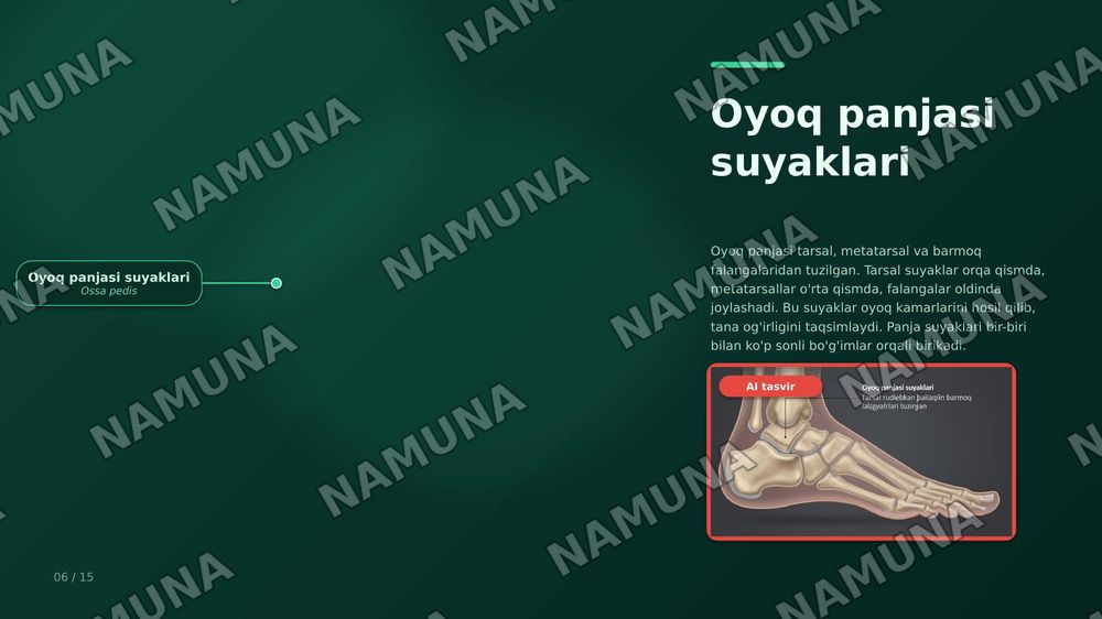 Oyoq kamari va oyoqning erkin suyaklari aniqlang va joylashuvini korsating — zamonaviy taqdimot, 6-slayd