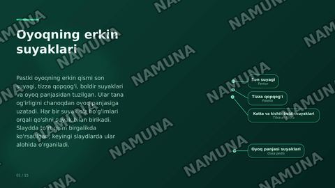 Oyoq kamari va oyoqning erkin suyaklari aniqlang va joylashuvini korsating — zamonaviy taqdimot