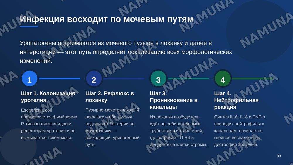 Пиелонефрит. По предмету патологическая анатомия — zamonaviy taqdimot, 4-slayd