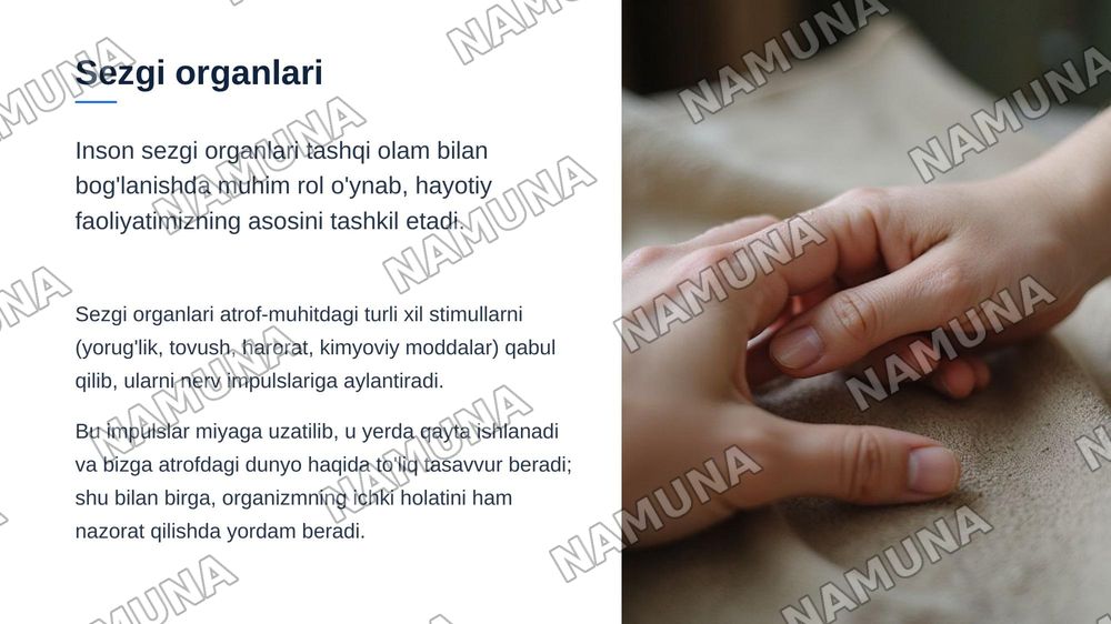 Teri tam bilish va hid bilish azolarining funksional anatomiyasi — zamonaviy taqdimot, 3-slayd