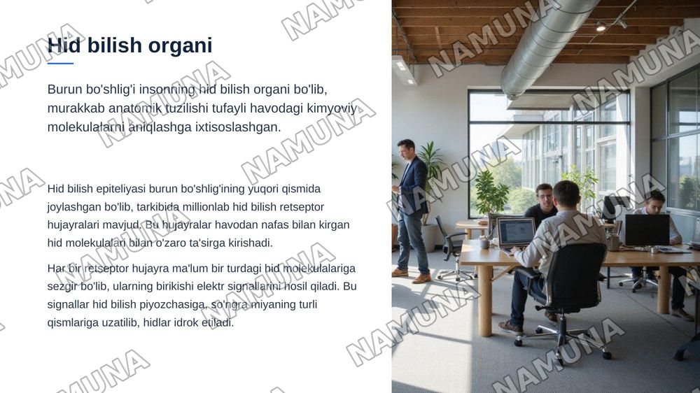 Teri tam bilish va hid bilish azolarining funksional anatomiyasi — zamonaviy taqdimot, 8-slayd