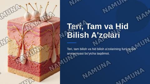 Teri tam bilish va hid bilish azolarining funksional anatomiyasi — zamonaviy taqdimot