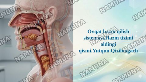 Ovqat hazm qilish sistemasi.Hazm tizimi oldingi qismi.Yutqun.Qizilongach — taqdimot
