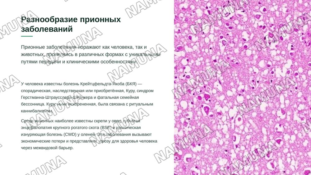 ” приoны, их значение в медицинской практике” — zamonaviy taqdimot, 6-slayd