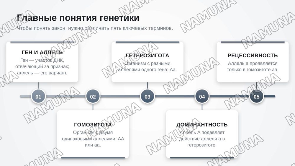 Первый закон менделя — zamonaviy taqdimot, 5-slayd