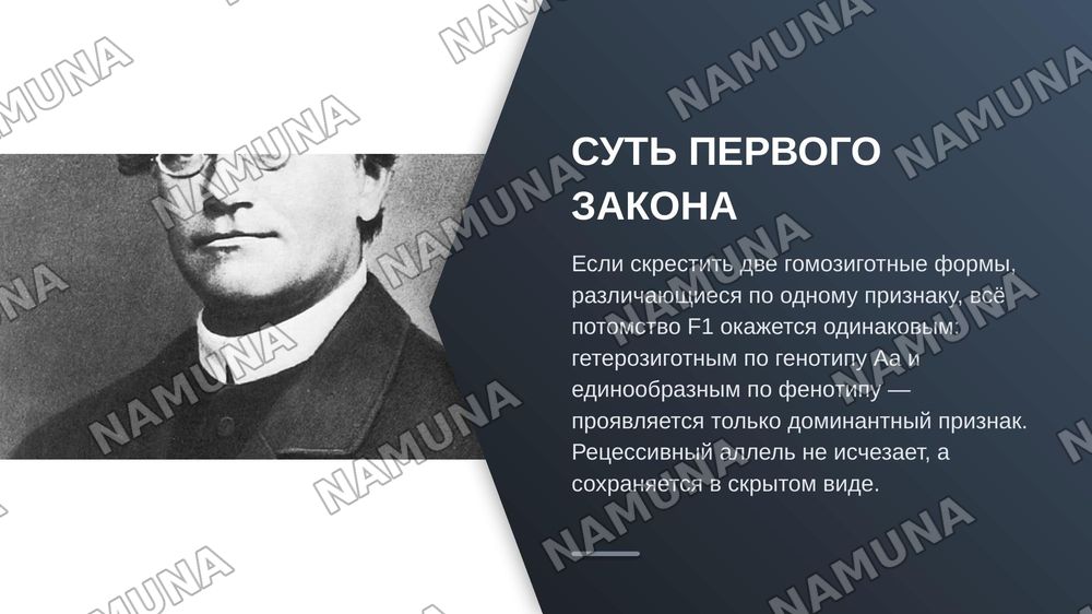 Первый закон менделя — zamonaviy taqdimot, 6-slayd