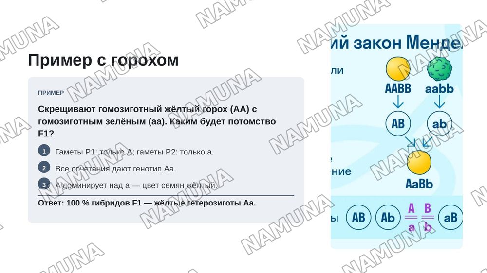 Первый закон менделя — zamonaviy taqdimot, 8-slayd