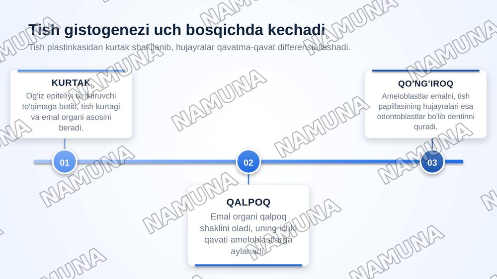 Hazm qilish sistemasi. Og'iz bo'shlig'i va tishlar gistogenezi — zamonaviy taqdimot, 6-slayd