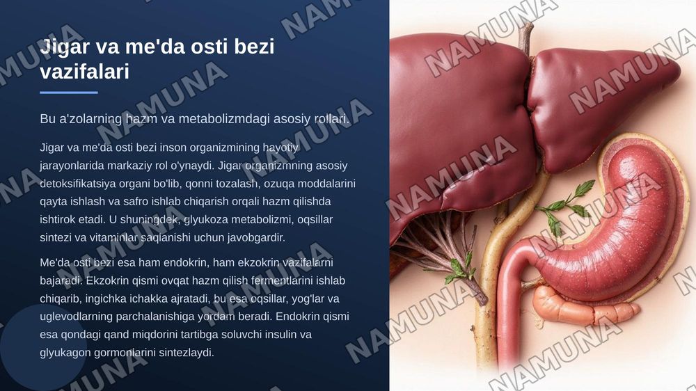 Me'da osti bezi, jigar : taraqqiyoti, tuzilishi, umumiy tavsifi — zamonaviy taqdimot, 3-slayd