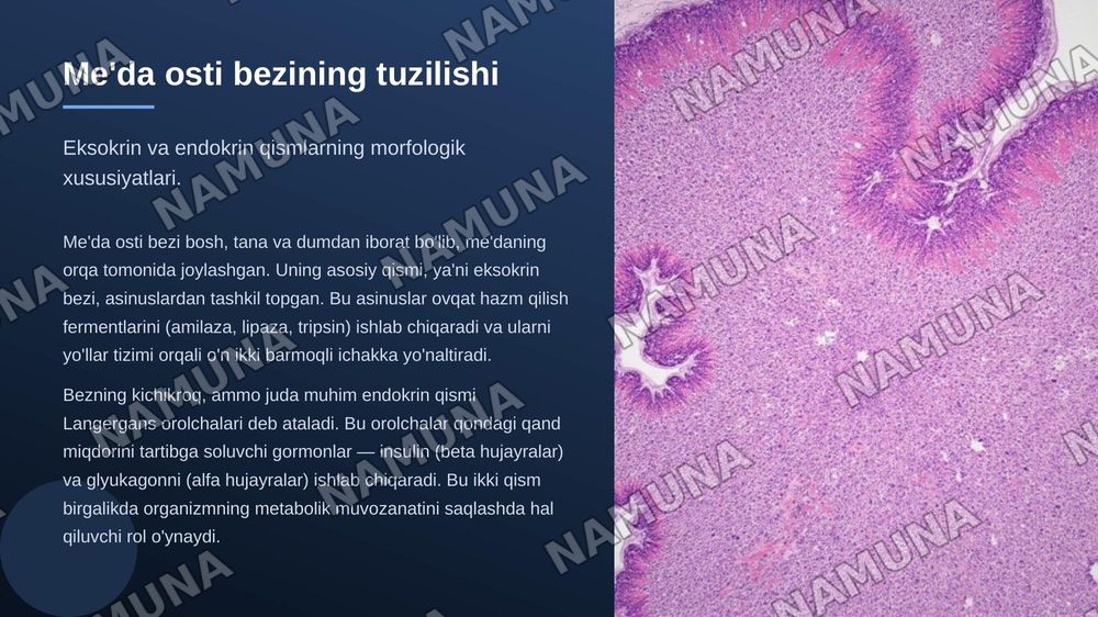 Me'da osti bezi, jigar : taraqqiyoti, tuzilishi, umumiy tavsifi — zamonaviy taqdimot, 5-slayd