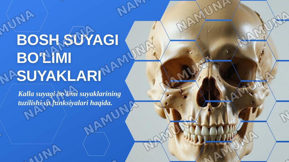 Kallaning miya bo'limi suyaklari — zamonaviy taqdimot, 1-slayd