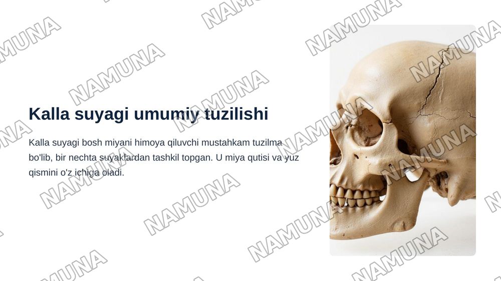 Kallaning miya bo'limi suyaklari — zamonaviy taqdimot, 3-slayd
