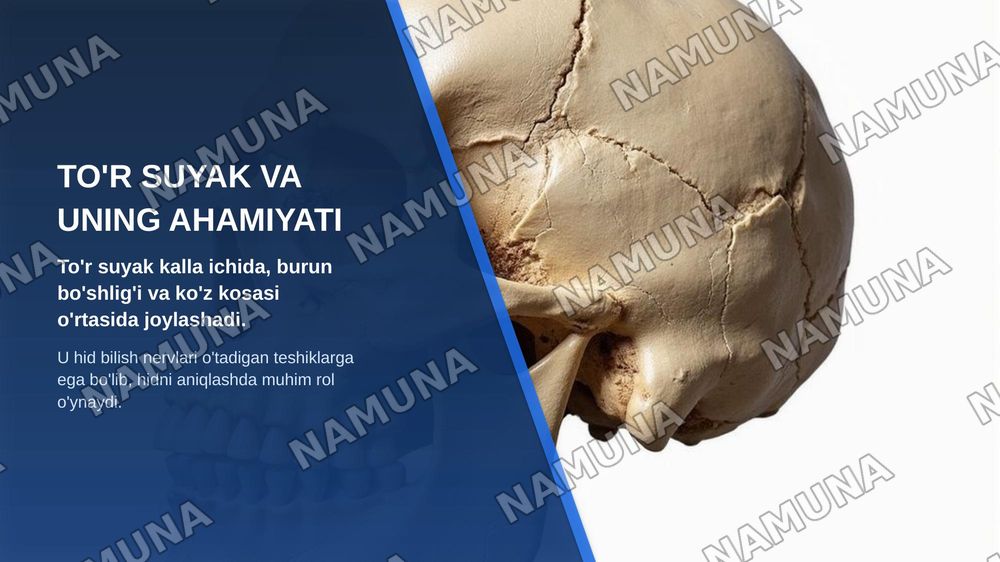 Kallaning miya bo'limi suyaklari — zamonaviy taqdimot, 5-slayd
