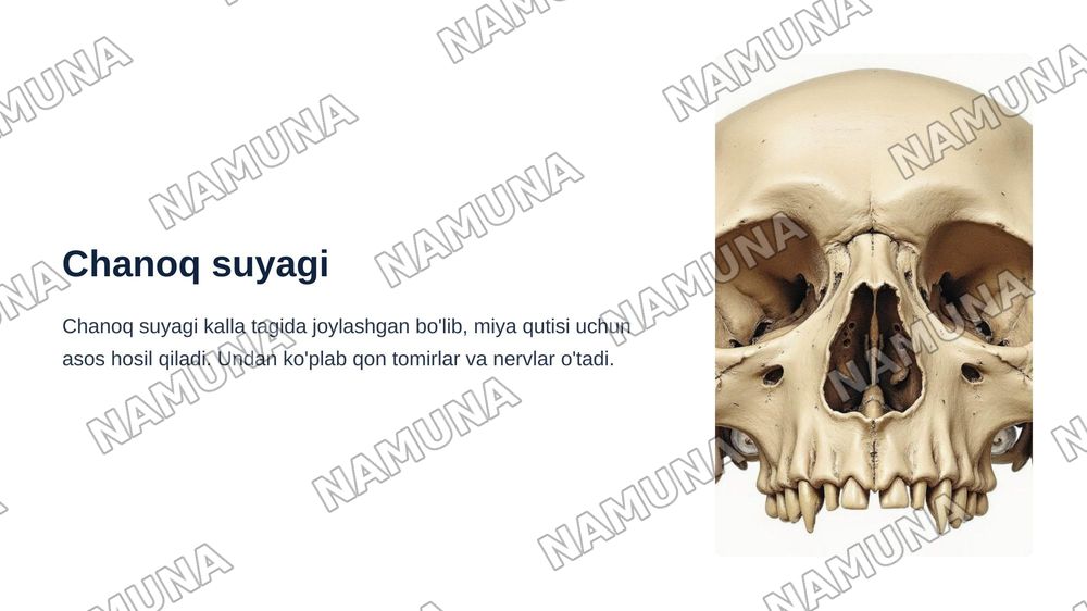 Kallaning miya bo'limi suyaklari — zamonaviy taqdimot, 6-slayd