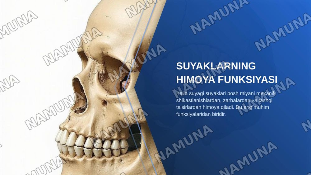 Kallaning miya bo'limi suyaklari — zamonaviy taqdimot, 8-slayd