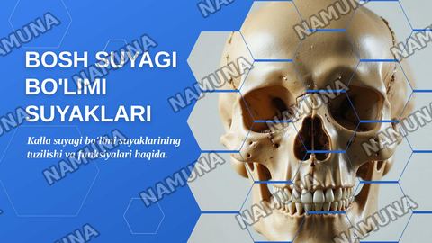 Kallaning miya bo'limi suyaklari — zamonaviy taqdimot
