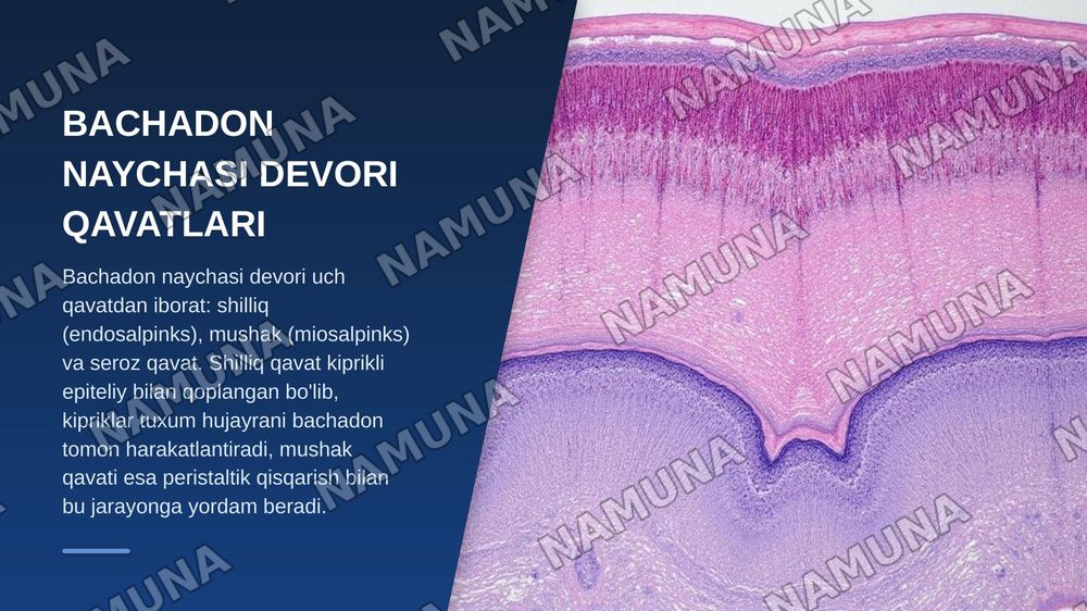 Ayollar jinsiy sistemasi gistalogiyasi — zamonaviy taqdimot, 5-slayd